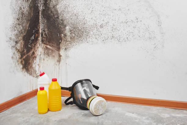 Best Residential Mold Inspection & Testing  in Ithaca, NY