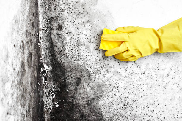 Best Emergency Mold Remediation  in Ithaca, NY