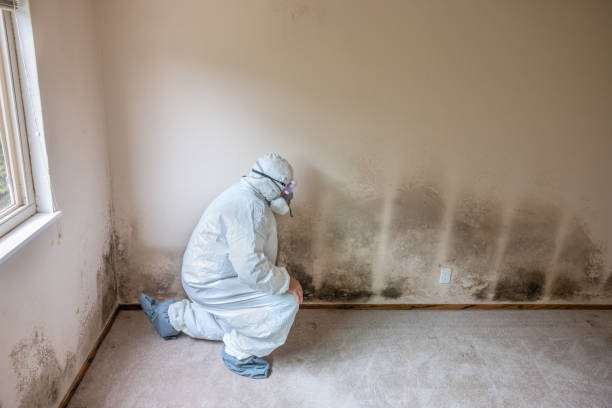 Ithaca, NY Mold Remediation Company