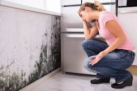 Best Mold Damage Restoration  in Ithaca, NY